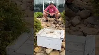 Akins Ford Honey Bee Swarm Capture