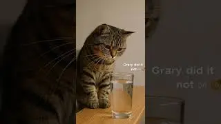 😼 Naughty Cat! &ldquo;Gravity Did It, Not Me!&rdquo; | Funny Short Video