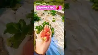 Fragaria x ananass || @jsumi9965 || #shorts #strawberry #berry
