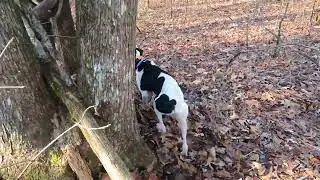 Squirrel Hunting in Catoosa WMA