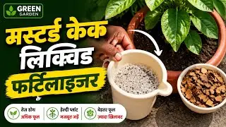 HOW TO MAKE MUSTARD CAKE LIQUID FERTILIZER FOR FLOWER PLANTS?