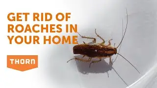 Get Rid of Cockroaches in Your Home!
