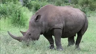 Wonderful Rhino Life In Africa Feeding on Grass