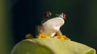 Arthur L&rsquo;aventurier - Les grenouilles