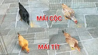 Gà tre bắc cộc , bắc tít : 1 số mái tơ đẹp màu vàng , mơ , bịp gỗ , ô