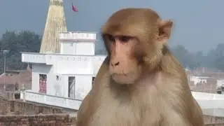 बंदर के कॉमेडी वीडियो