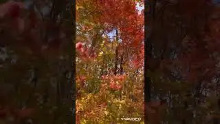 MM - MN Fall Foliage - Oberg Mountain- 100624