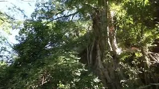 Riparian Vegetation along the Rio Cuchujaqui, Sonora, Mexico - Eco-Insights