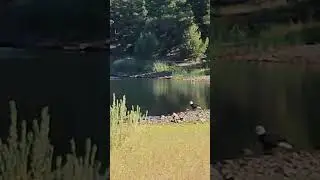 Bald Eagle Takes Flight @ Fools Hollow Lake.