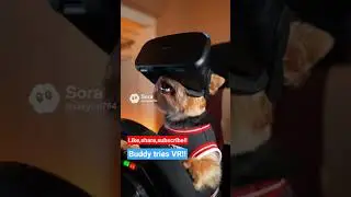 So freaking cool! #dog #vr #simracing #cool #fun