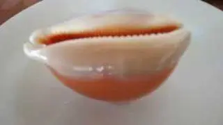 my golden cowrie collection