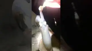 Weekend Squid Fishing at Nut Island, Near Boston! Fresh Sashimi Catch!