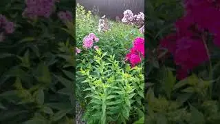 Flowers backyard datcha