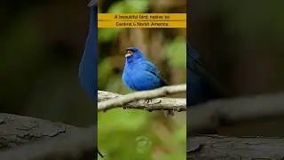 Indigo Bunting calling - Beautiful birds #birdsounds