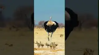 fox attack ostrich babys#Ostrich#ostrich defence her baby#funny animals#baby ostrich