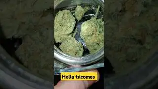 Check out this strain sugar shack #trending #foryou #reccomended #feed #tyga #popular #entertainment