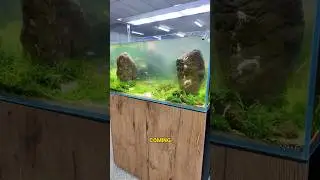 Избавьтесь от зелени в воде с помощью УФ-стерилизатора 🦠 #акваскейпинг #водоросли #аквариум #аква...