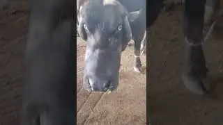 Learn dairy farming treatment