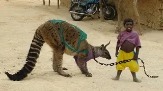 The 10 Wild Animals Most Common As Pets