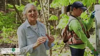 Forestry for Maine Birds&mdash;Part 1: What is Forestry for Maine Birds?