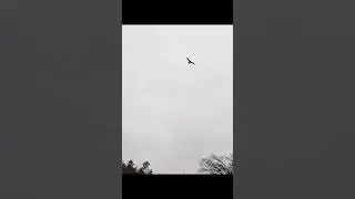 #fyp #falconrylife #hunting #redtailedhawks #birds #hawk #animals #animal #outdoors 