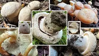 Erster Champignon des Jahres | Maipilze, Schwefelk&ouml;pfe & Helmlinge im Mai  | Pilzflaute? 09.05.2025