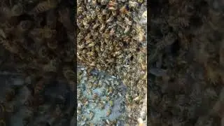 This is the strong hive has a lot of worker bees  #workerbee #beekeeping #harvestinghoney