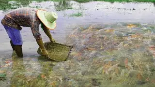 Koi Fish Gold Fish With Amazing Catching Betta Fish In Lucky Day And Great Time