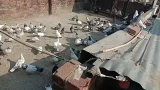 Fulsare kabutar kaa soak#pigeon#bird#fly#video#badshah kabutaar