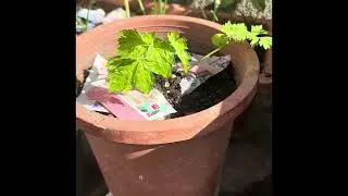 1/10低溫十度🌞下門口盆種菜菜們生長的狀況