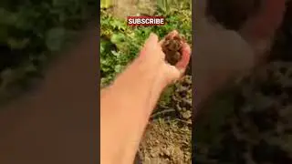 WE CAN HOPE🤠 #treasure #nature #treasurehunting #metaldetecting #park #digging
