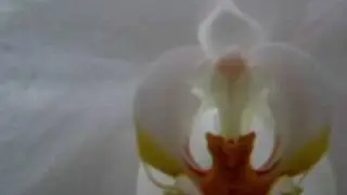 Moon Orchid: Yellow (Phalaenopsis Aphrodite)