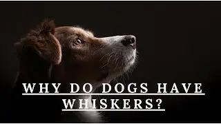 Why do dogs have whiskers?