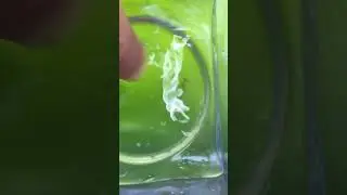 Damselfly or mayfly Nymph?