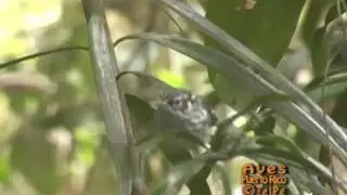 Reinita de Bosque Enano (Setophaga angelae, Elfin-woods Warblers)ENDEMICA