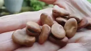 The Big Garden Tidy Up and Sowing Broad Beans