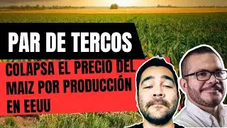 COLAPSA el precio del maíz en #sinaloa por producción de #eeuu