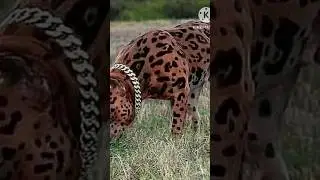 Pitbullstatus || Pitbullattitude || #youtubeshorts #pitbulldog #viral #tiktok