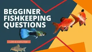 Beginner's Fishkeeping Questions Answered