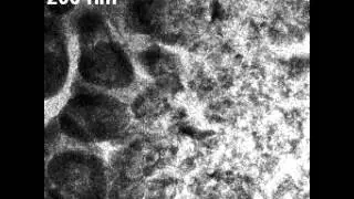 Salt Crystallization 5fps