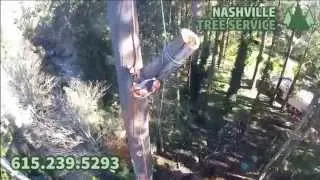 Professional Tree Removal Nashville Tennessee