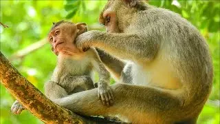 Goodness Piper! The Orphan Dustin has looked after by monkey Piper as his mom looked after him also.