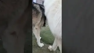 😂&hearts;️🐺 | Beast Bond
