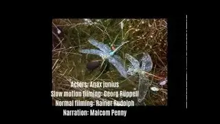 Dragonfly Drama in Texas