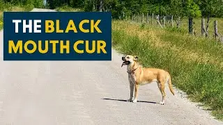 Black Mouth Cur: An Owner's Guide To The Cur Dog
