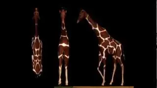 Giraffe walk cycle