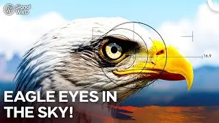 Living Binoculars: How Do Eagles See the World? | Wild Life