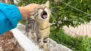 This Street Cat Wouldn’t Stop Talking to Me