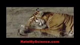 Tiger kills a monkey in ambush, Rate My Science