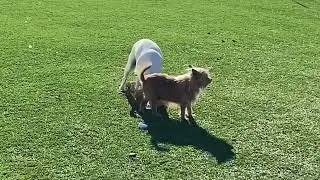 HOBBY FARM RESCUE - Little Dogs Are Out